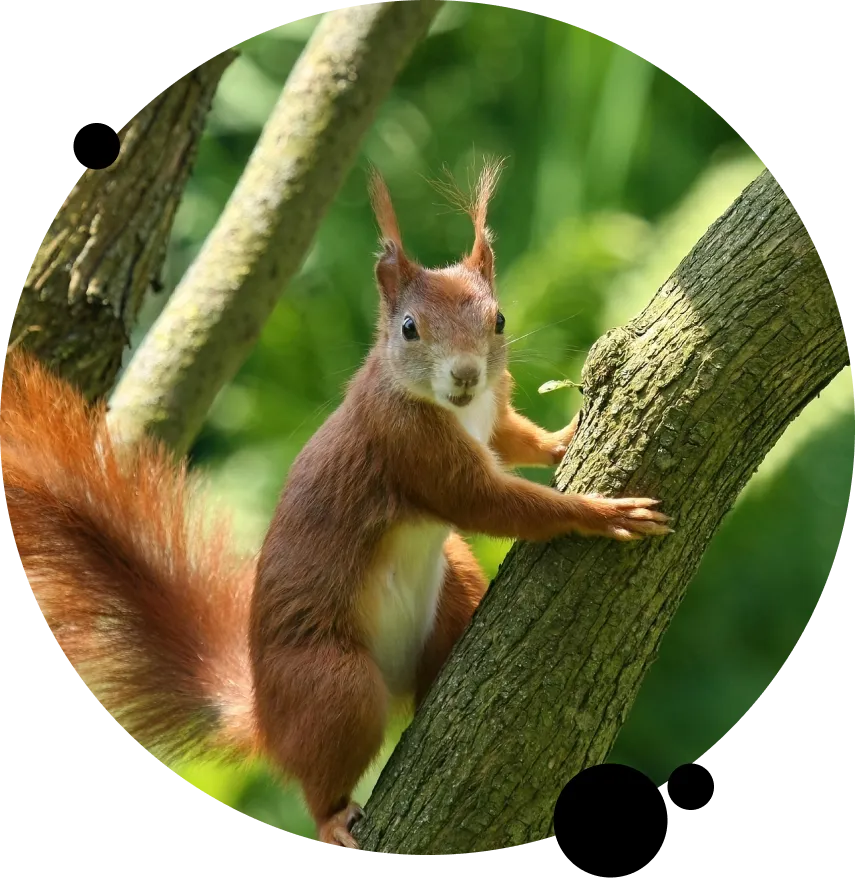 Wildlife Squirrel Removal Services