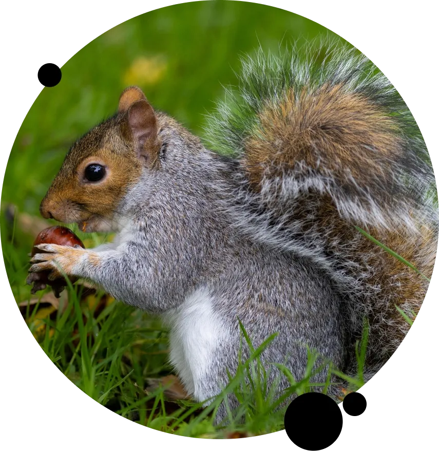 Squirrel Removal Services