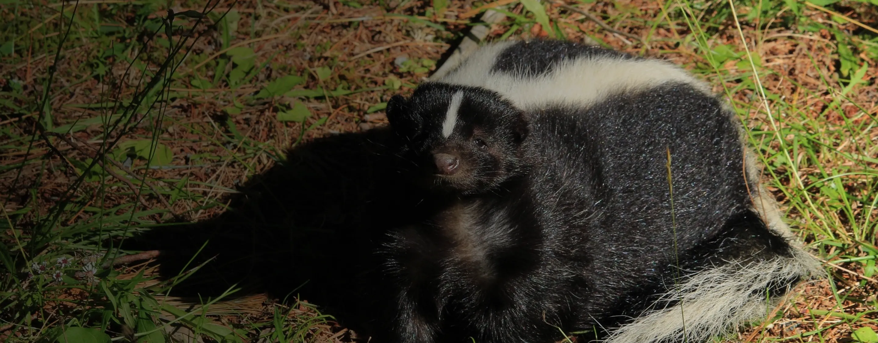 Skunk Removal Services
