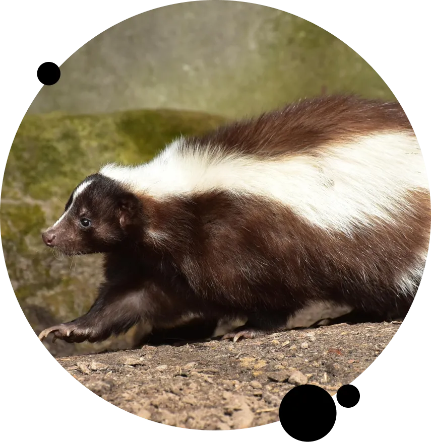 Local Skunk Control Services