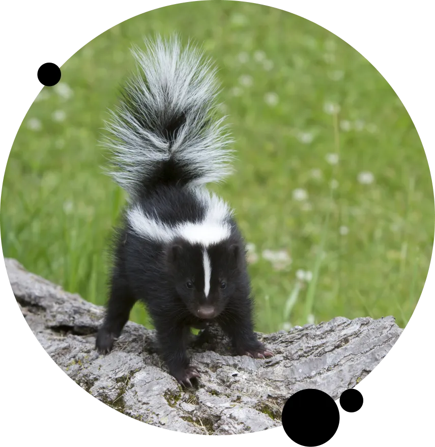 Humane Skunk Removal Services
