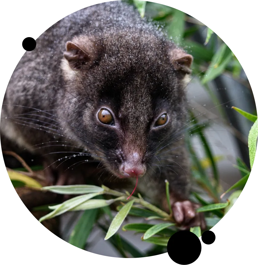 Customized Wildlife Exclusion Plans