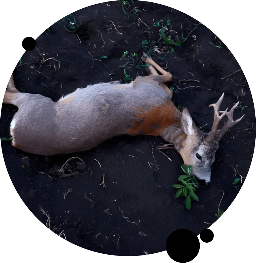 Emergency Dead Animal Removal
