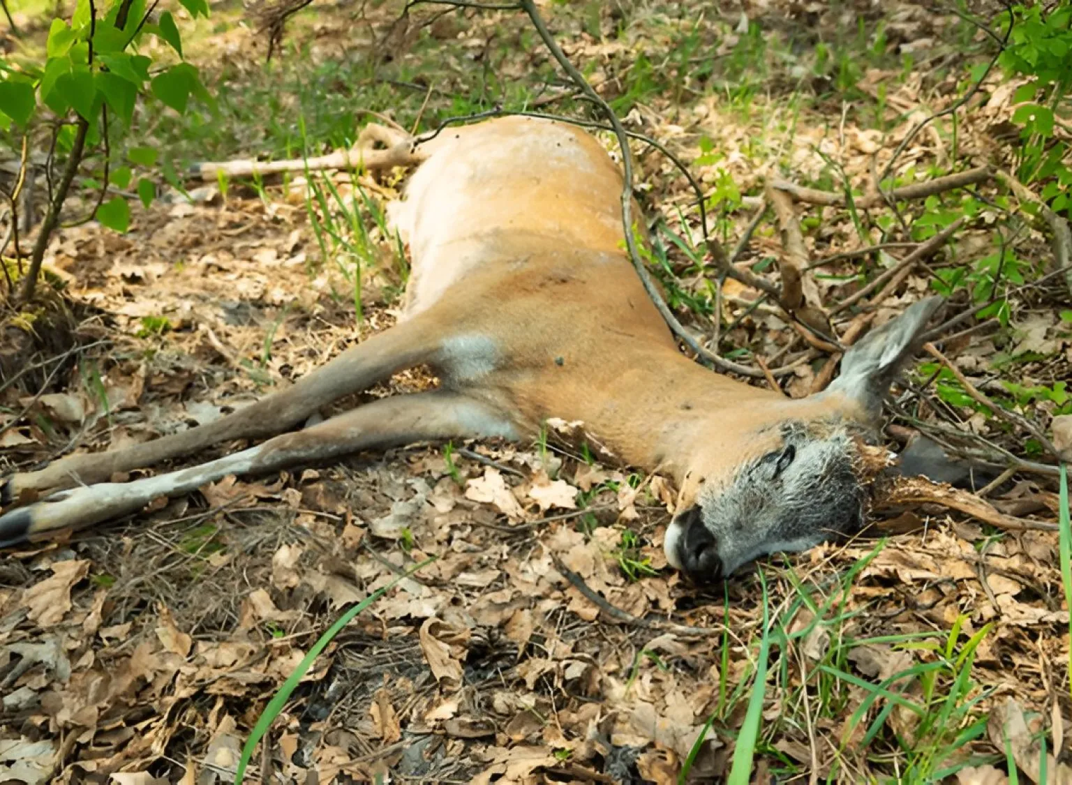 Dead Animal Removal San Mateo County