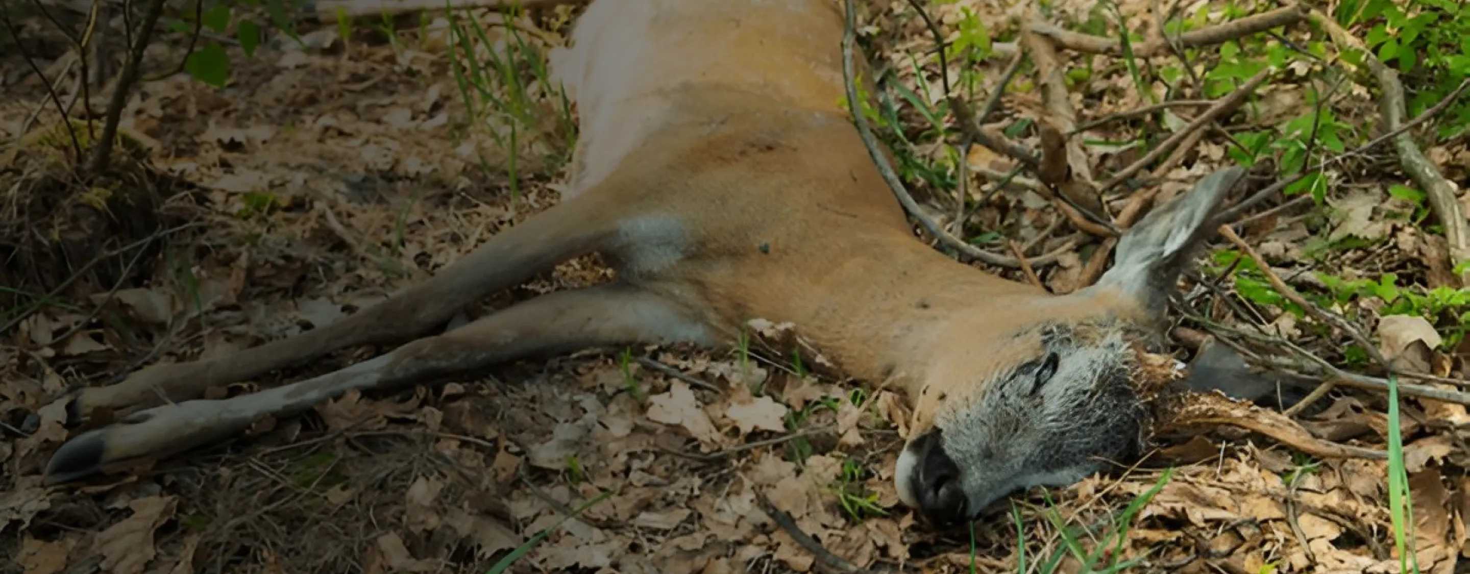 Dead Animal Removal San Mateo County