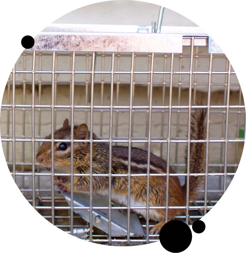 Animal Removal San Clara County