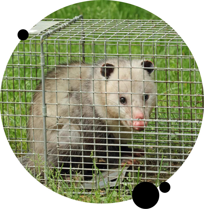 Animal Removal  San Mateo