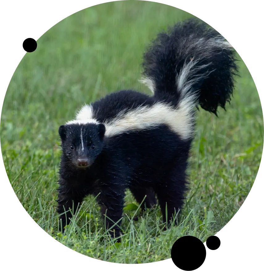 Animal Removal San Mateo County