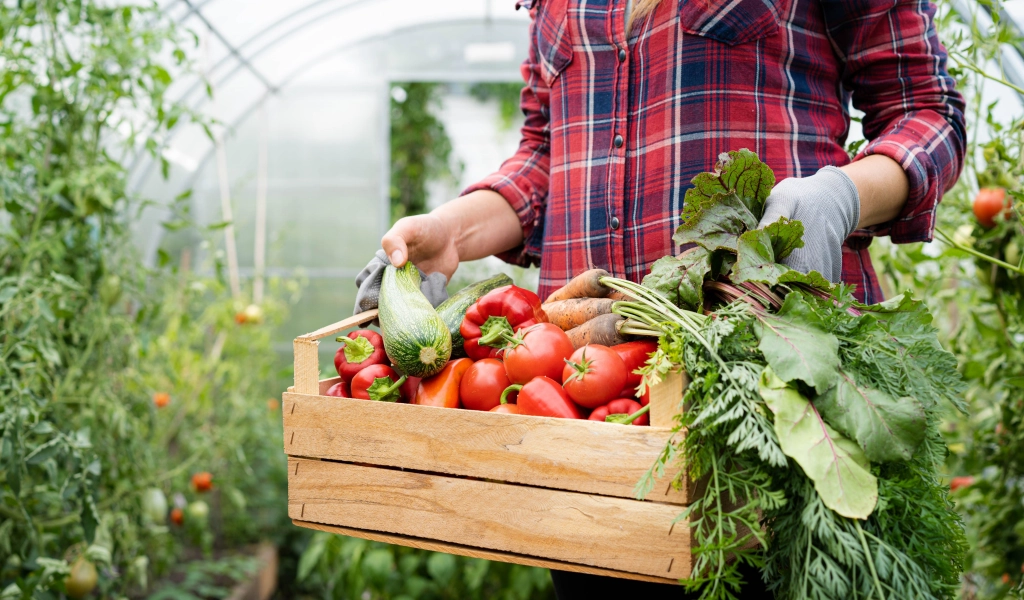 Organic Produce Delivery: Fresh Vegetables to Your Doorstep
