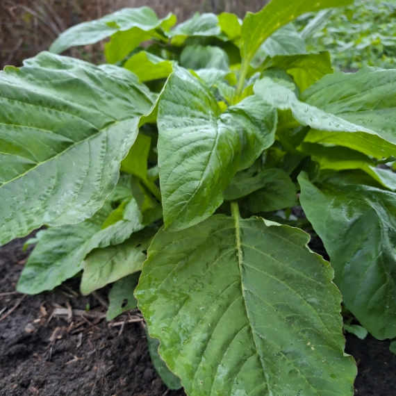 Callaloo Green