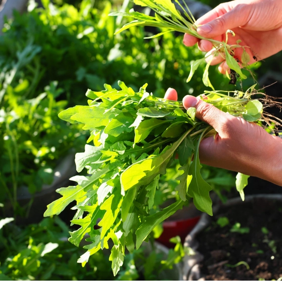Arugula