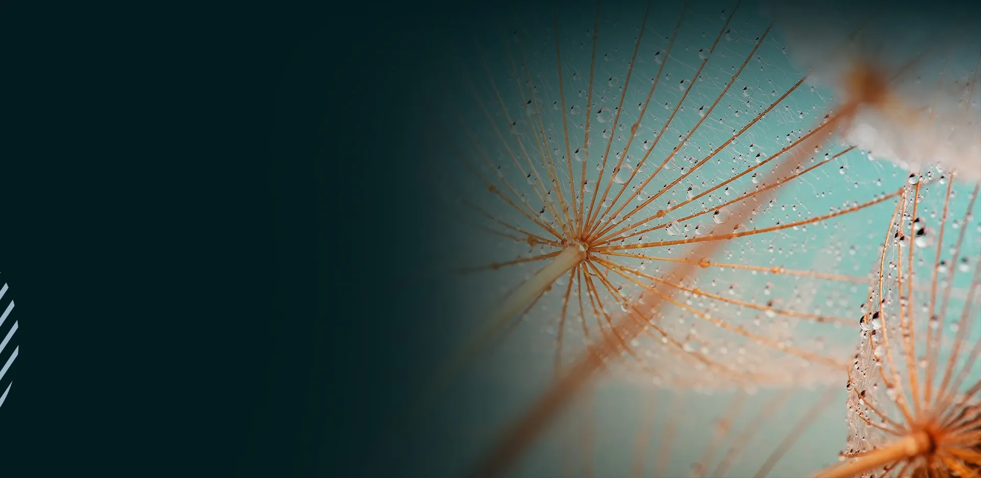 Value Creation Services