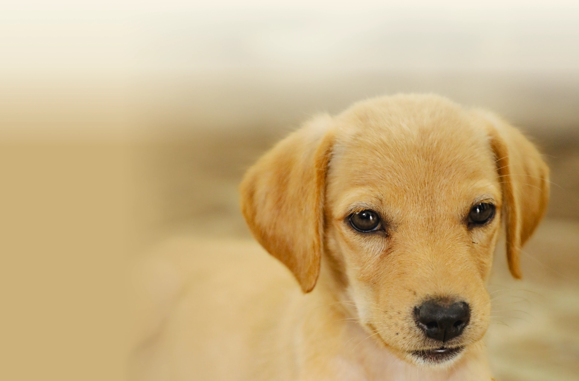 Alpha Angels Animal Trust