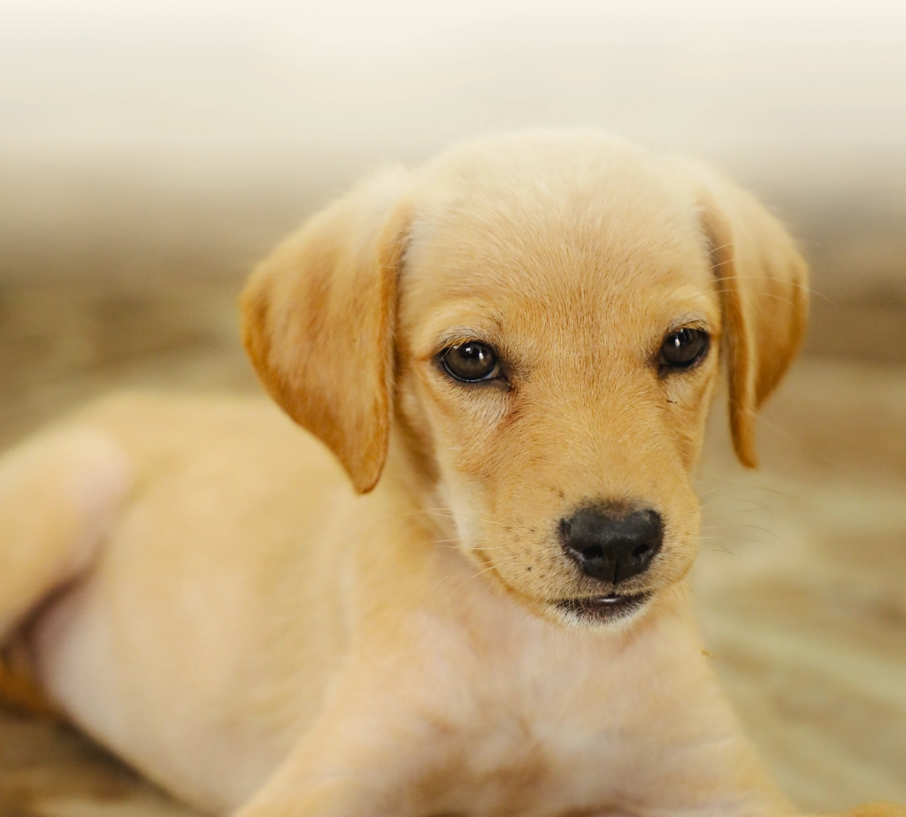 Alpha Angels Animal Trust