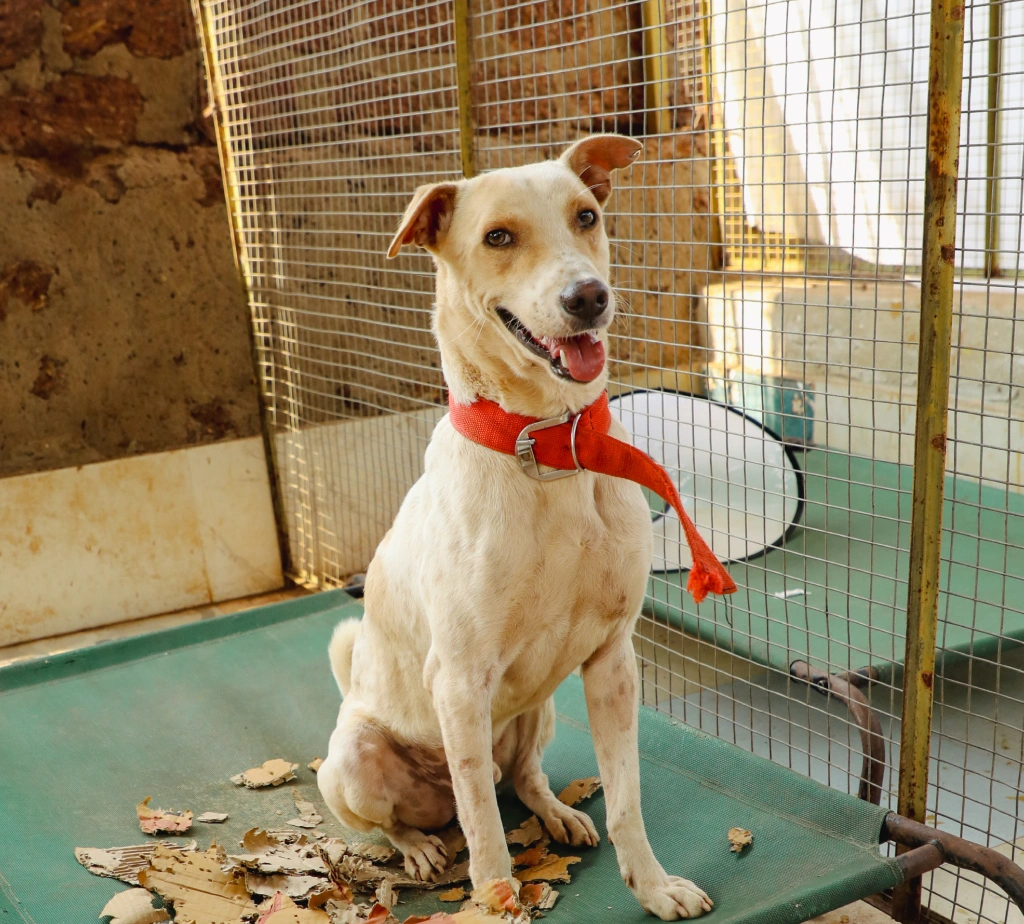 Alpha Angels Animal Trust
