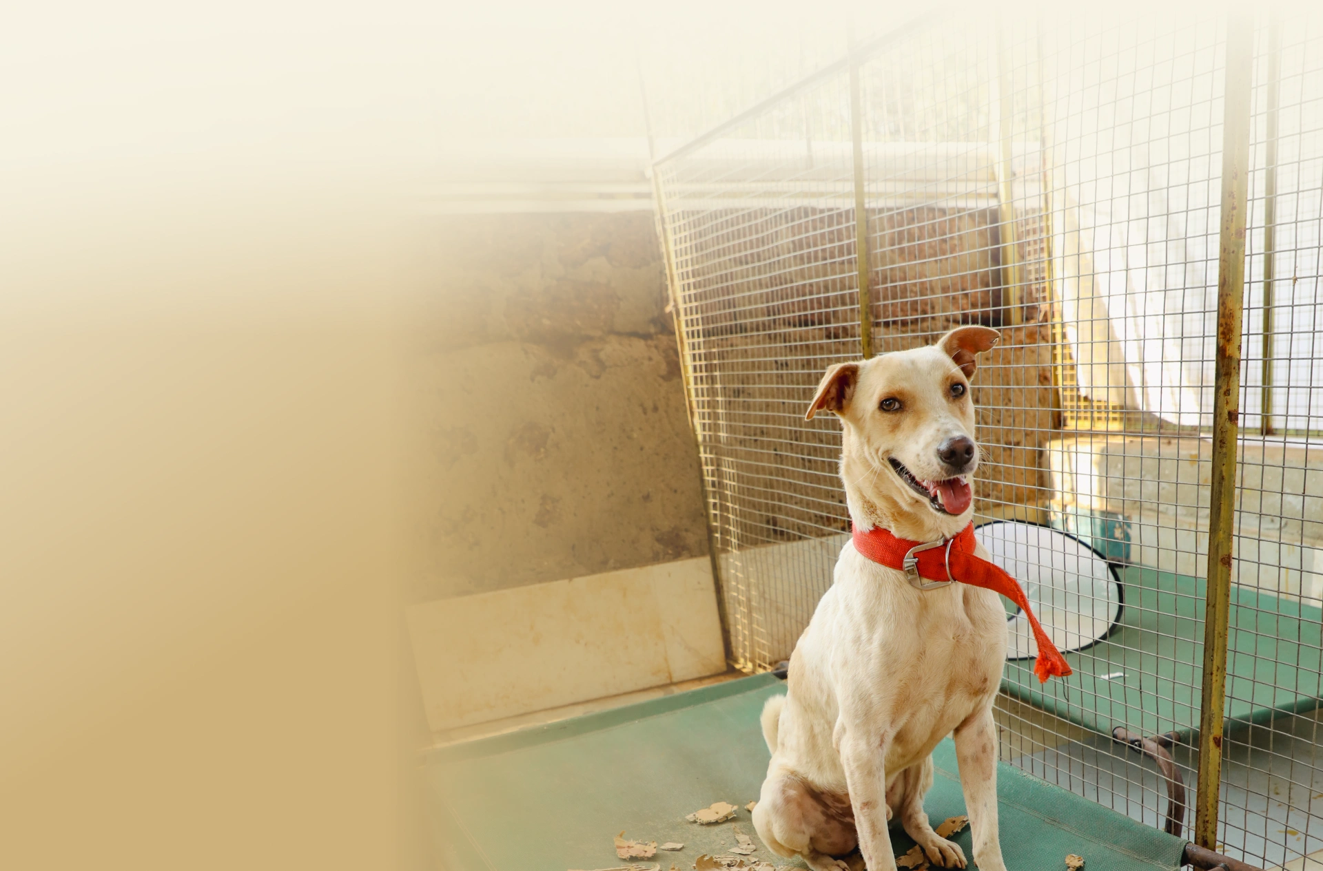 Alpha Angels Animal Trust