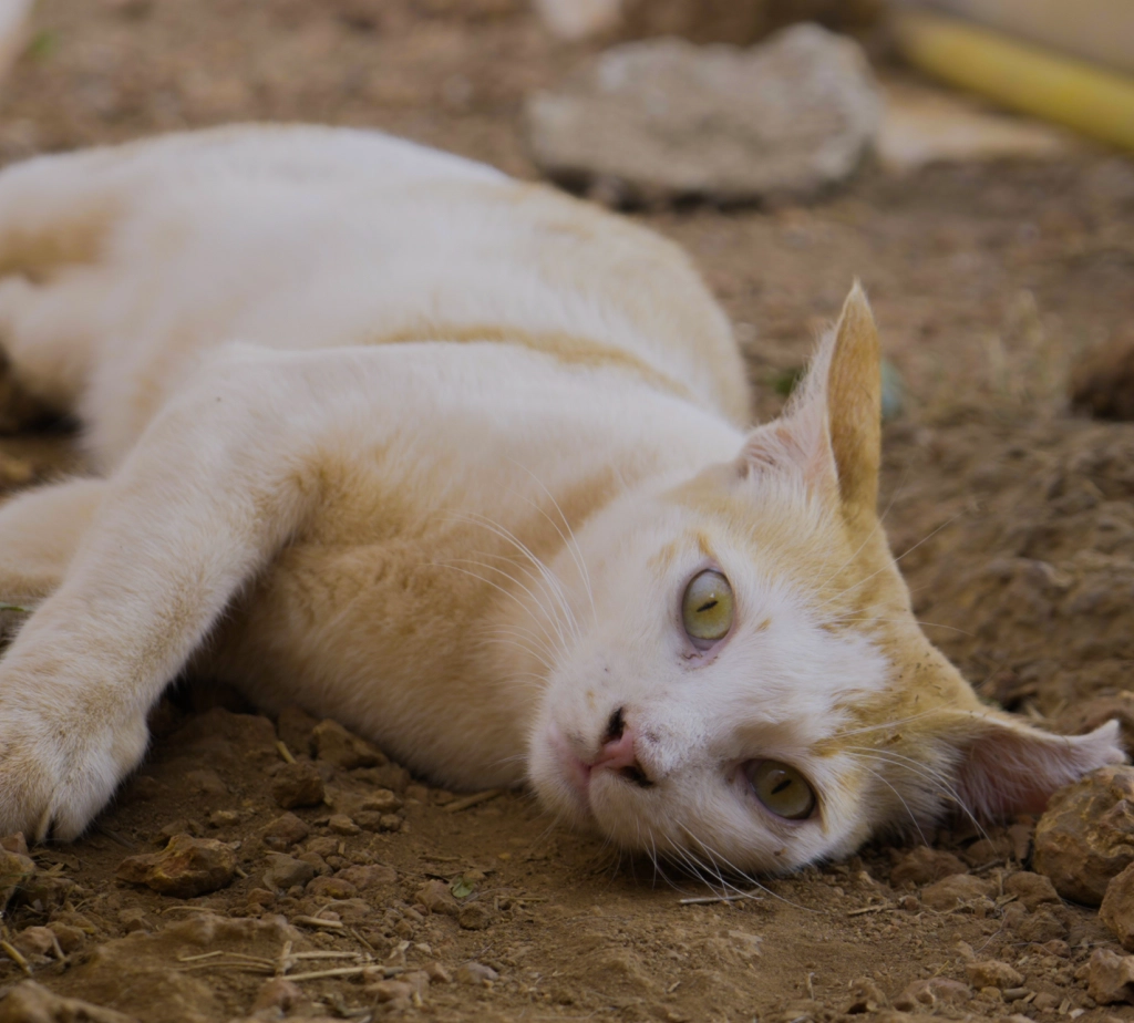 Alpha Angels Animal Trust
