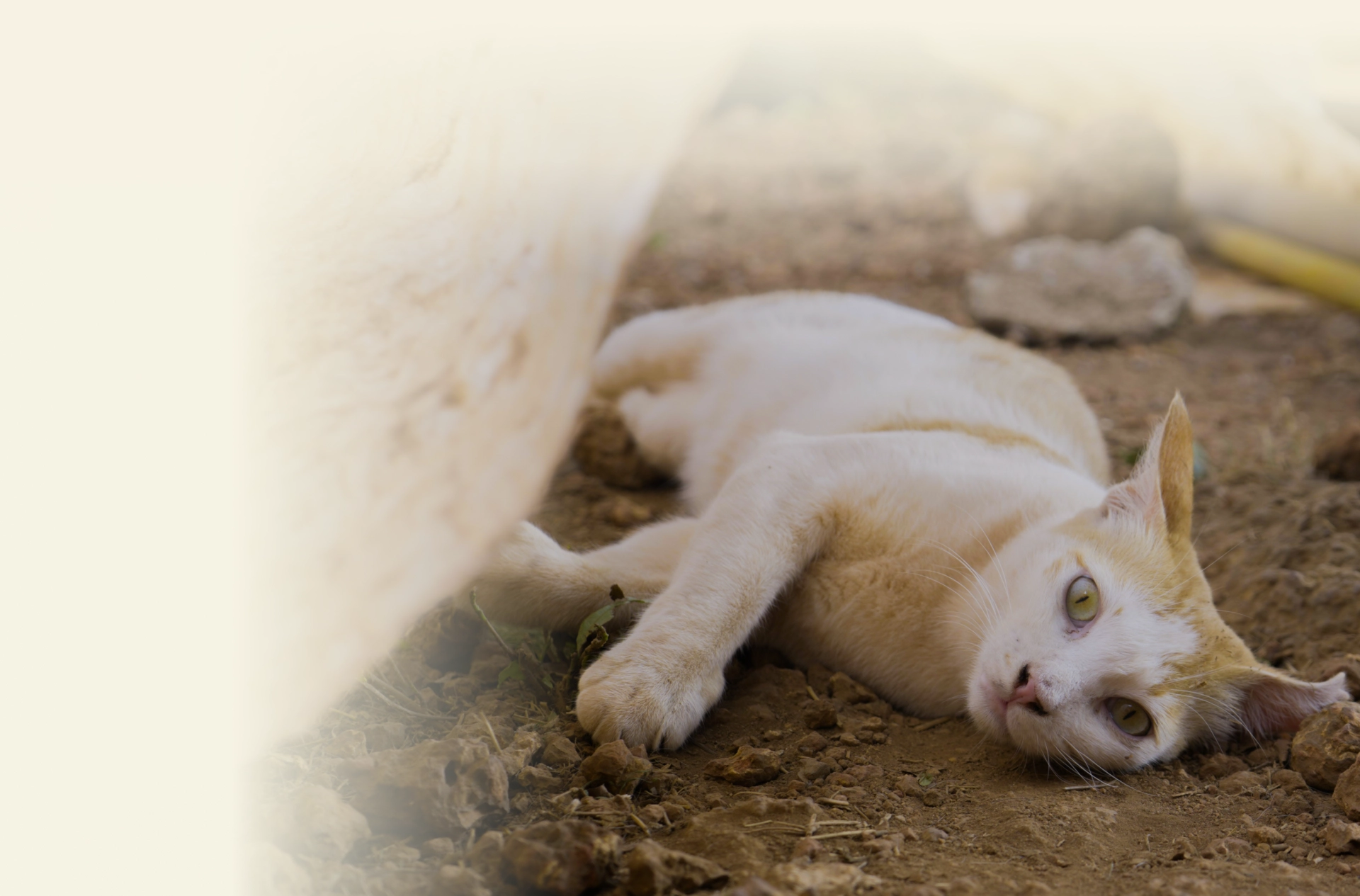 Alpha Angels Animal Trust