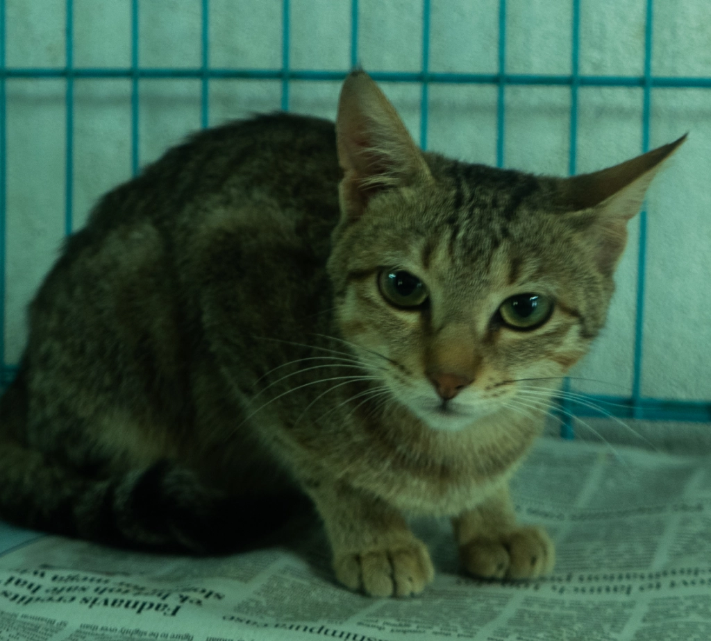 Alpha Angels Animal Trust