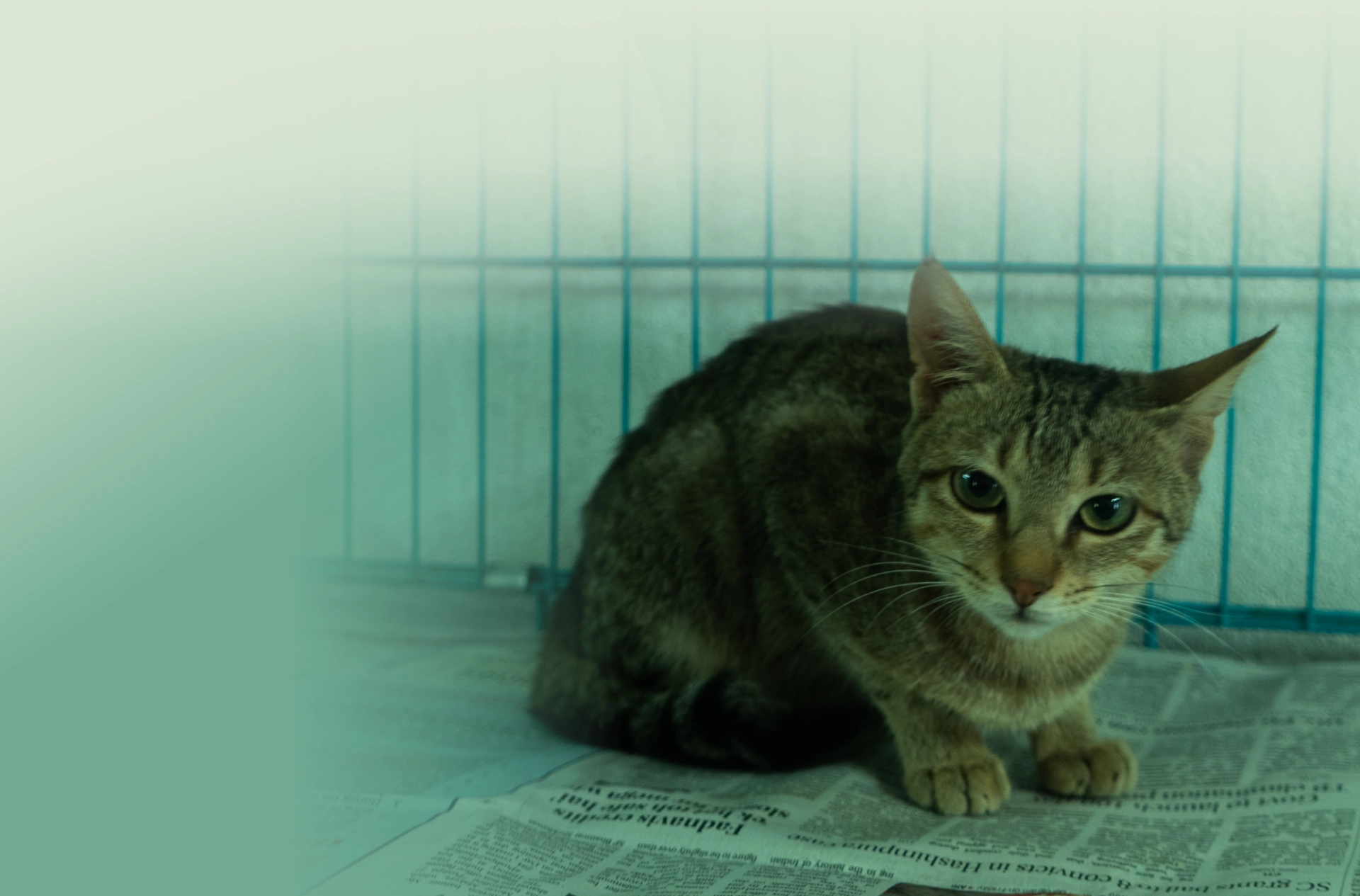 Alpha Angels Animal Trust