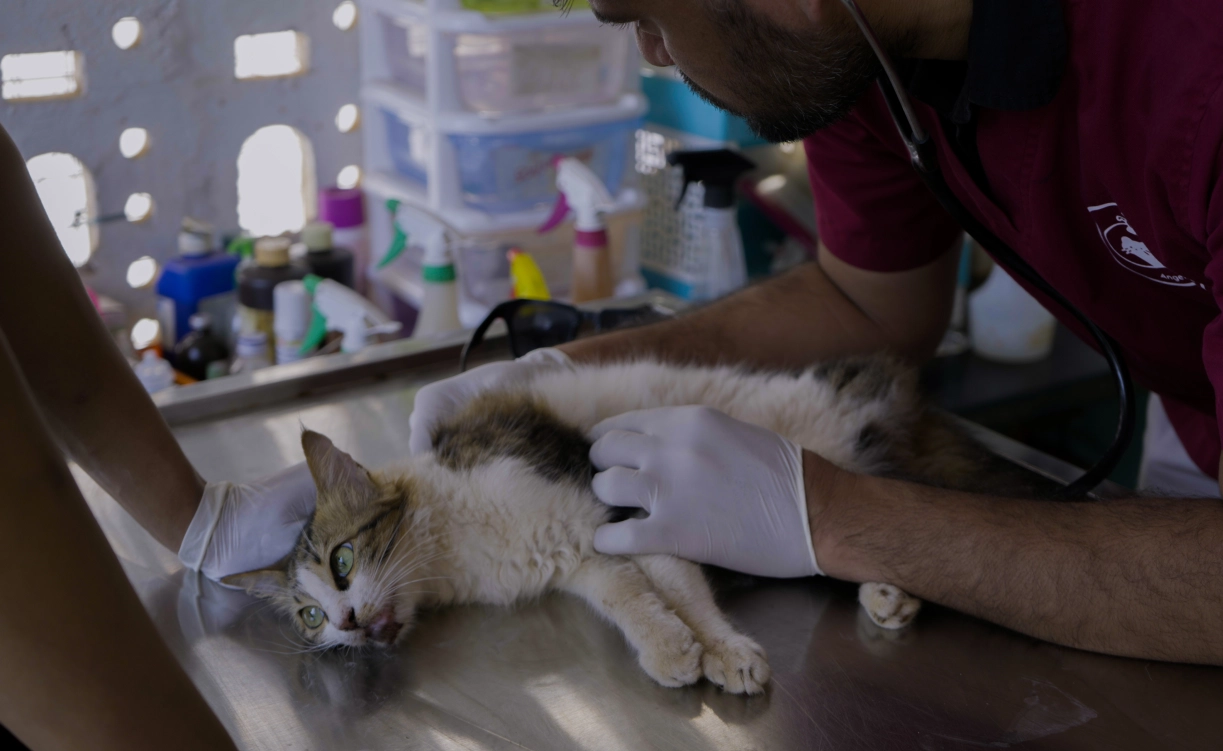 Animal Birth Control Program