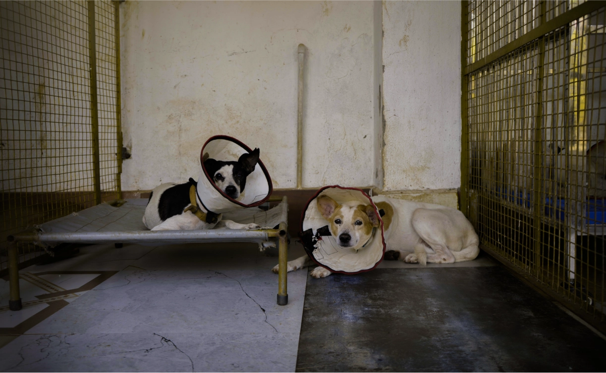 Street Animal Rescue & Medical Care