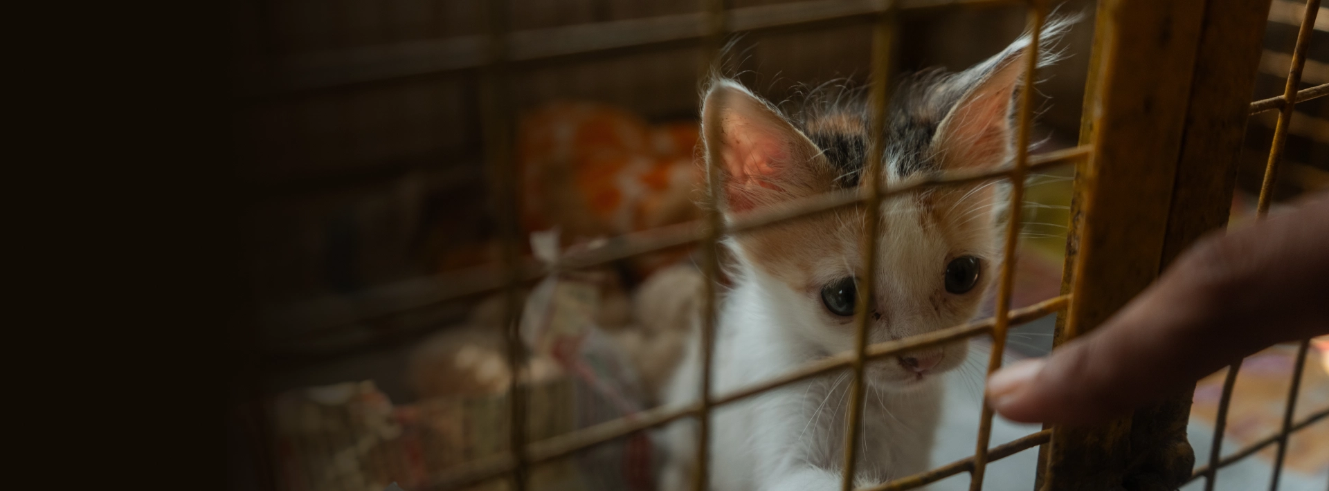 Alpha Angels Animal Trust