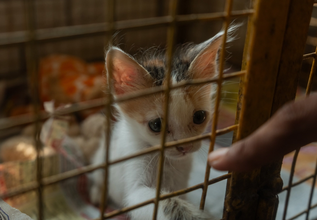 Alpha Angels Animal Trust
