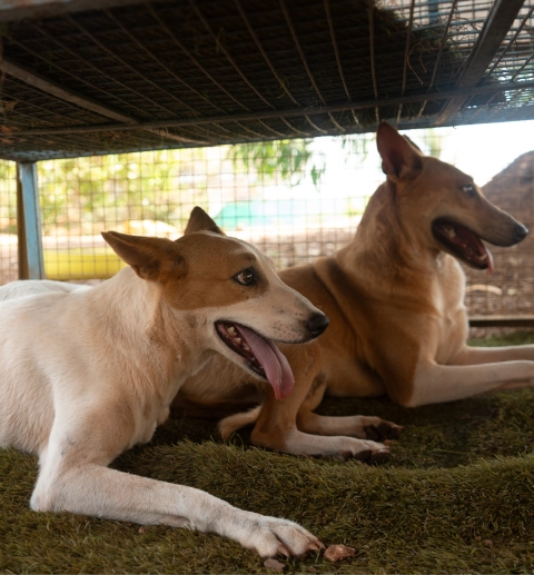 Alpha Angels Animal Trust