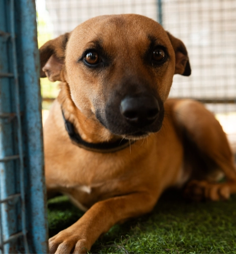Alpha Angels Animal Trust