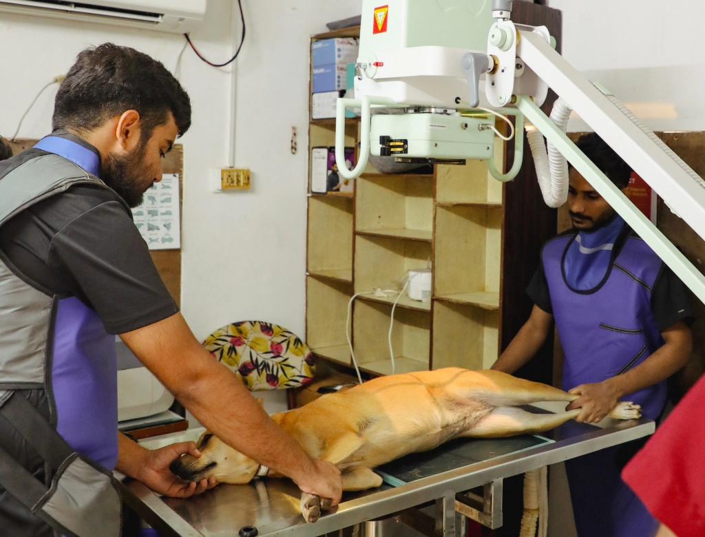 Alpha Angels Animal Trust