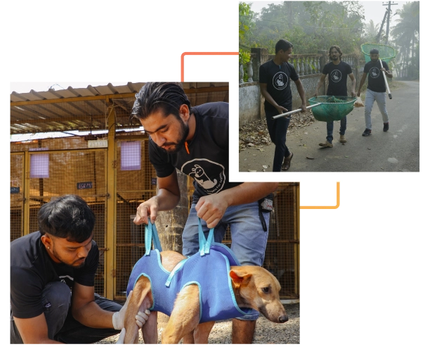 Alpha Angels Animal Trust