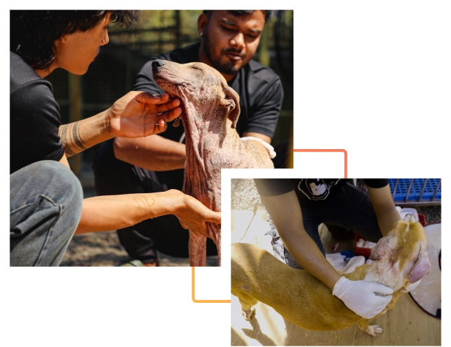 Alpha Angels Animal Trust