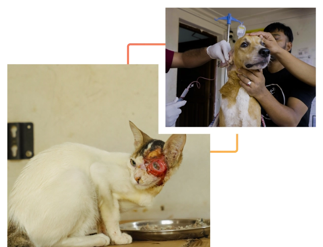Alpha Angels Animal Trust