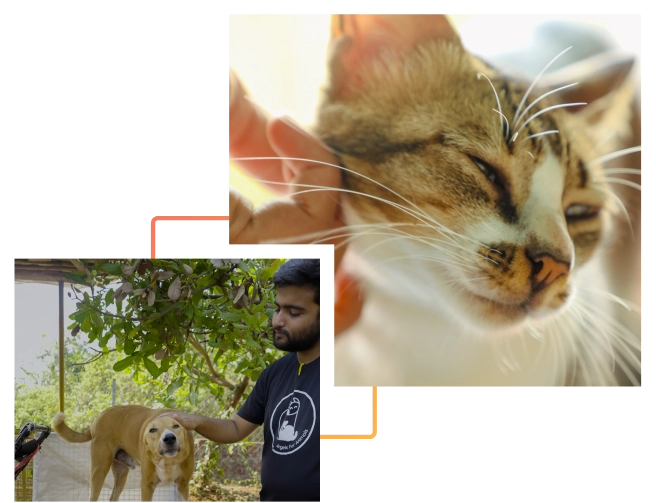 Alpha Angels Animal Trust