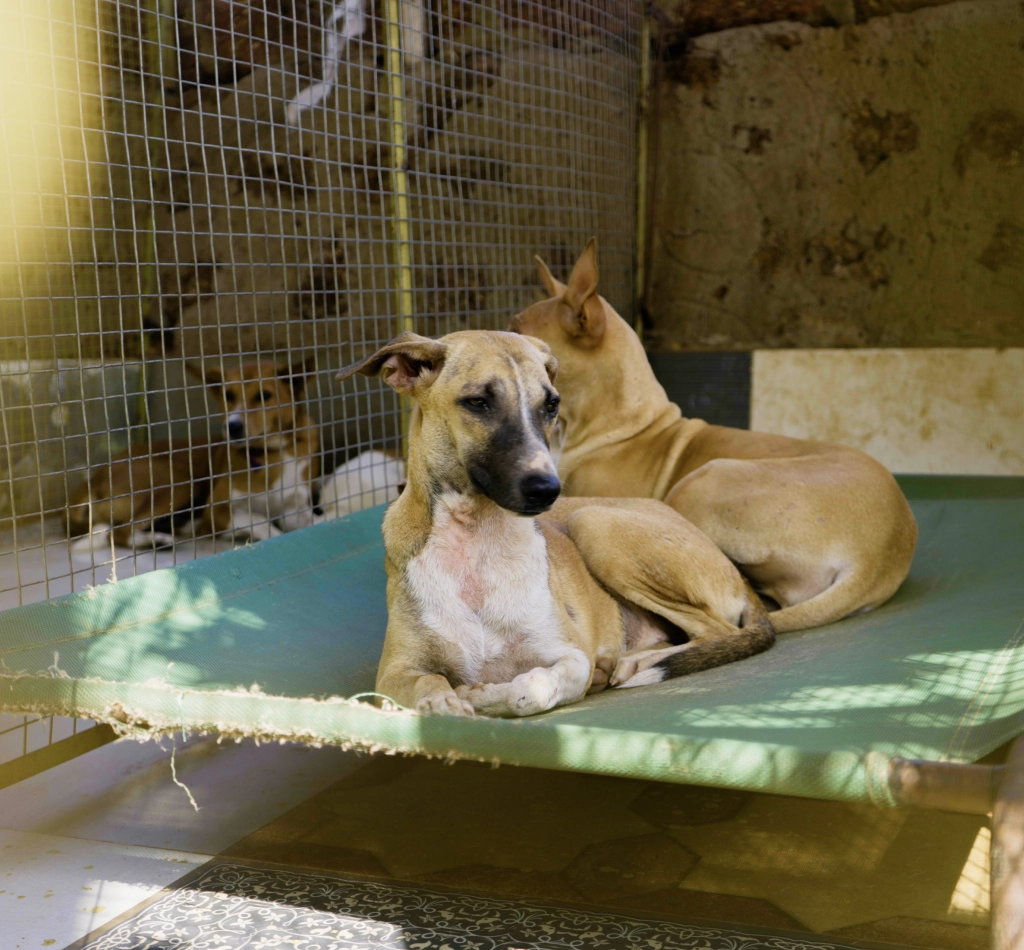 Alpha Angels Animal Trust
