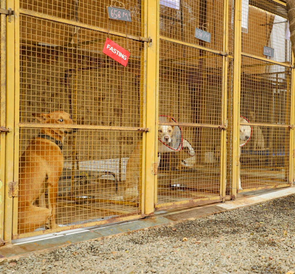 Alpha Angels Animal Trust
