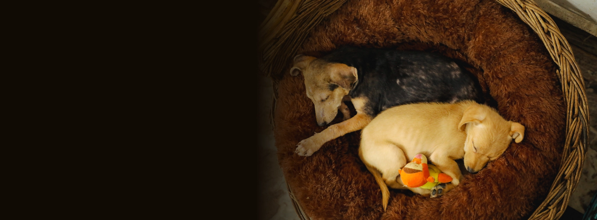 Alpha Angels Animal Trust