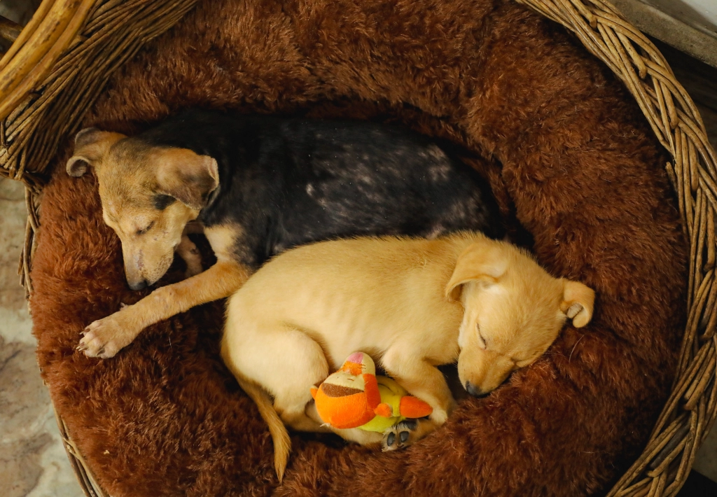 Alpha Angels Animal Trust

