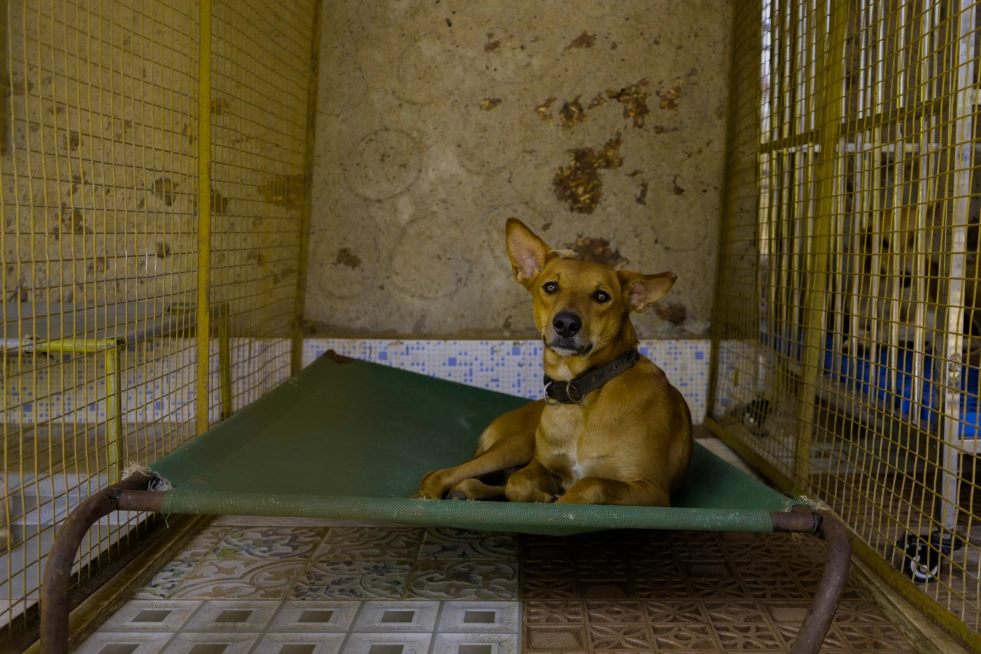 Why Adoption?