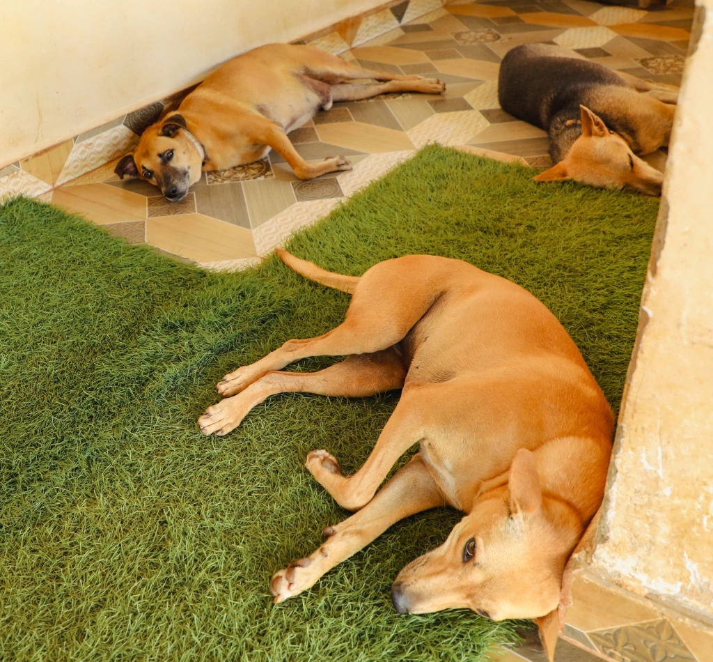 Alpha Angels Animal Trust