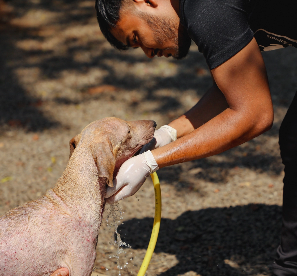Alpha Angels Animal Trust