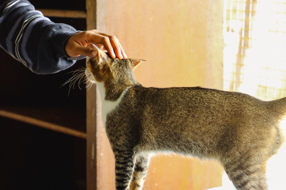 Alpha Angels Animal Trust