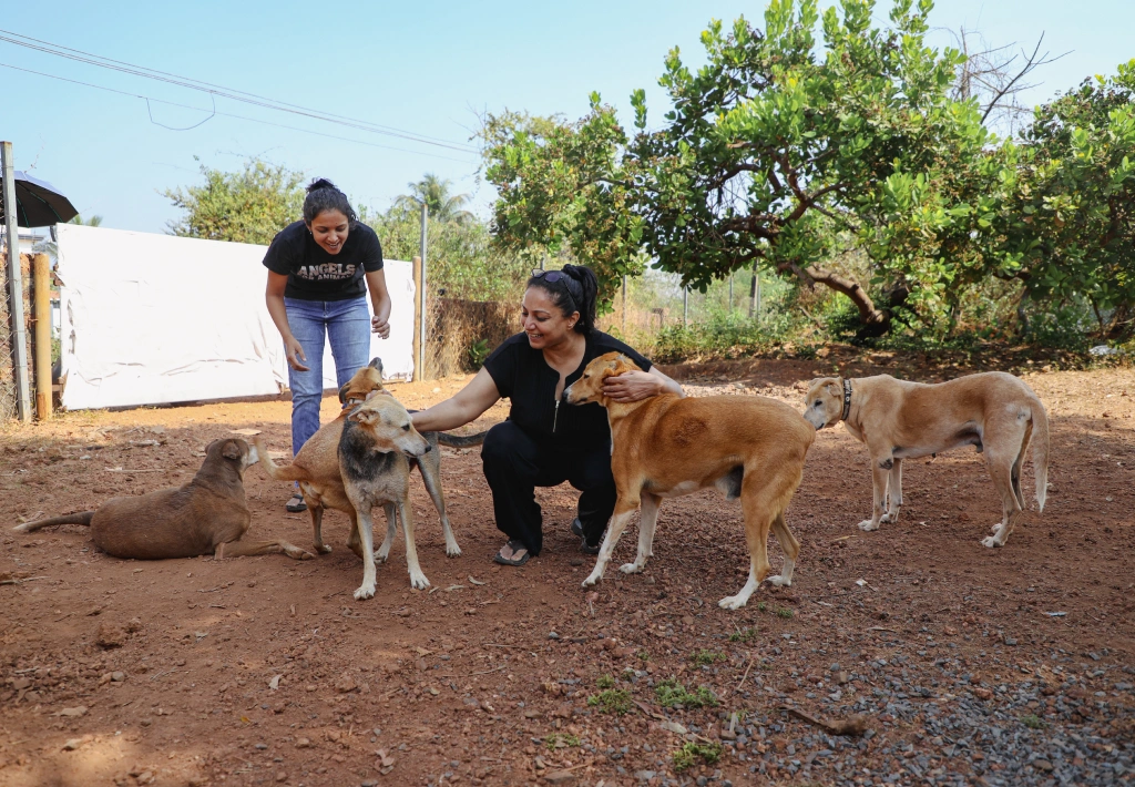 Alpha Angels Animal Trust
