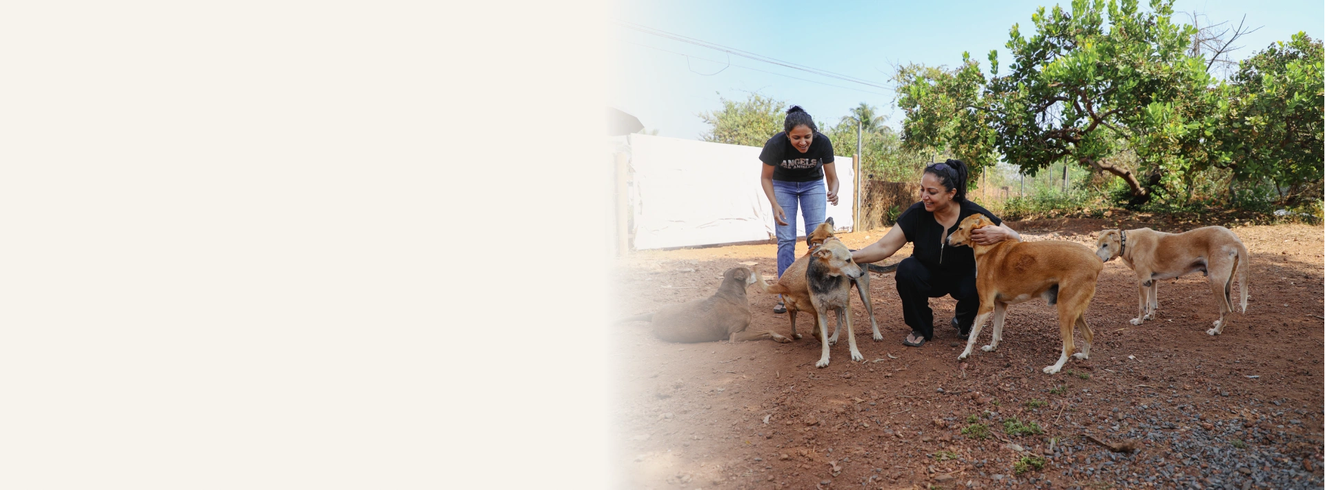 Alpha Angels Animal Trust