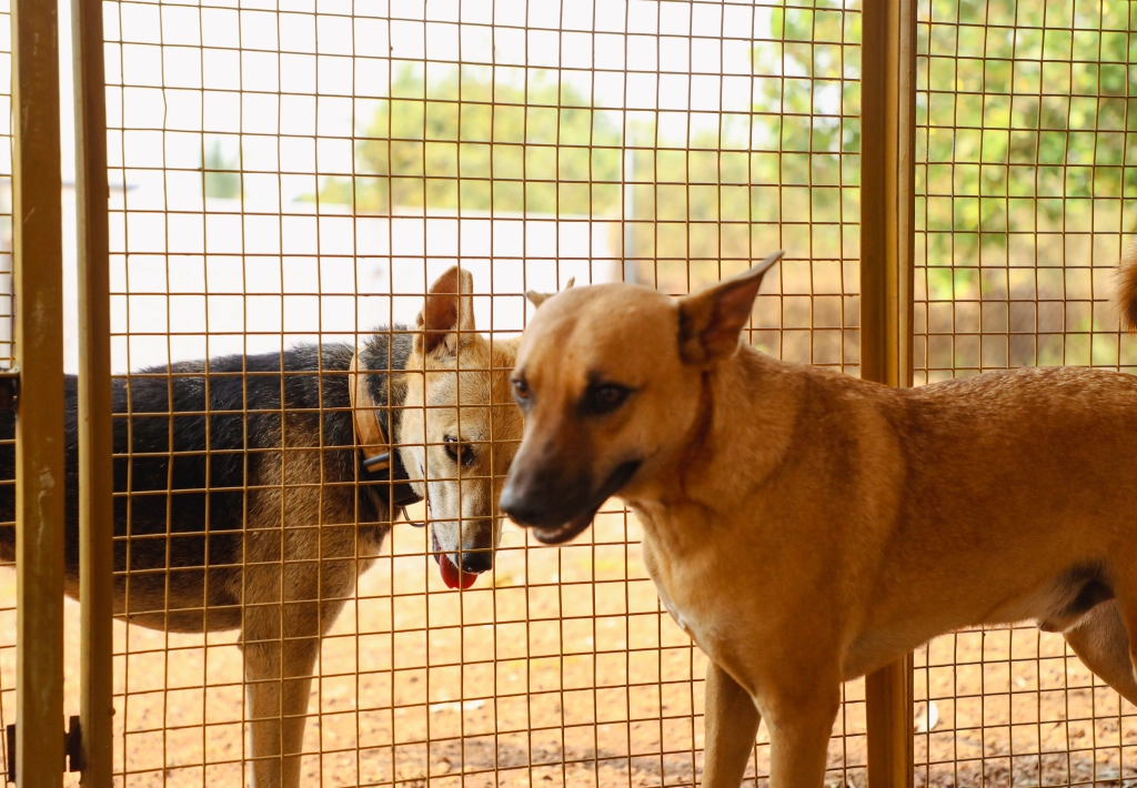Alpha Angels Animal Trust
