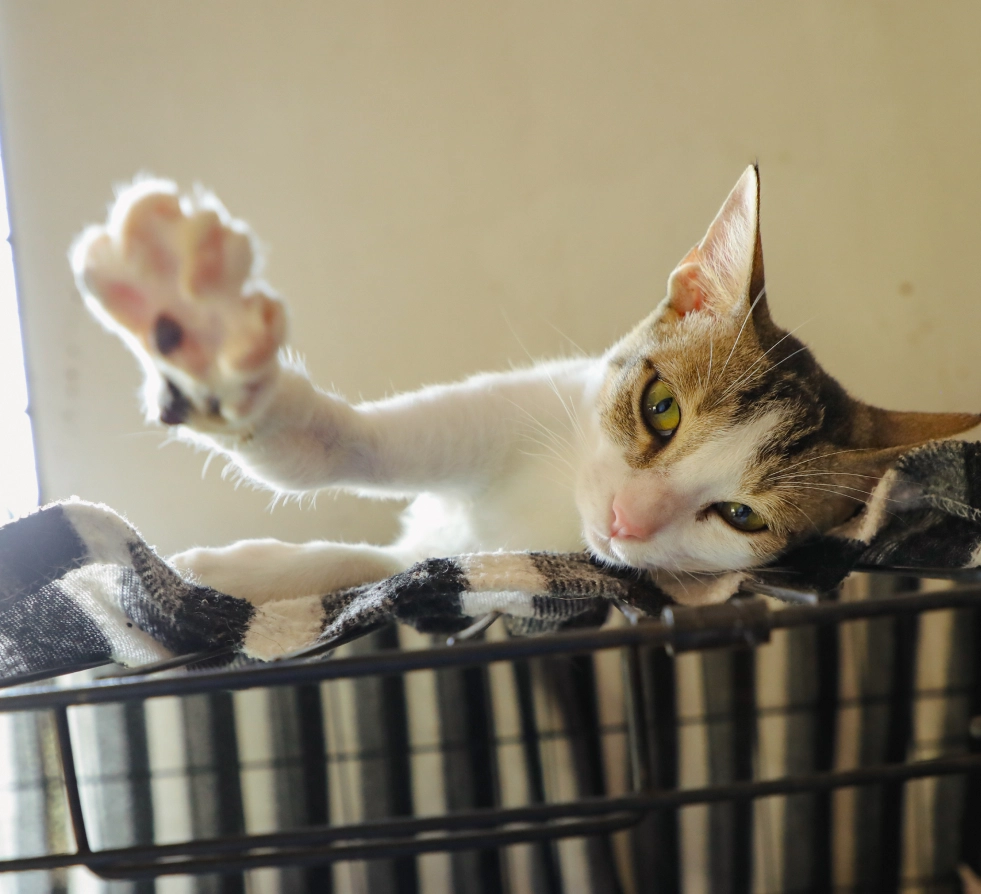 Why Adopt from Us?