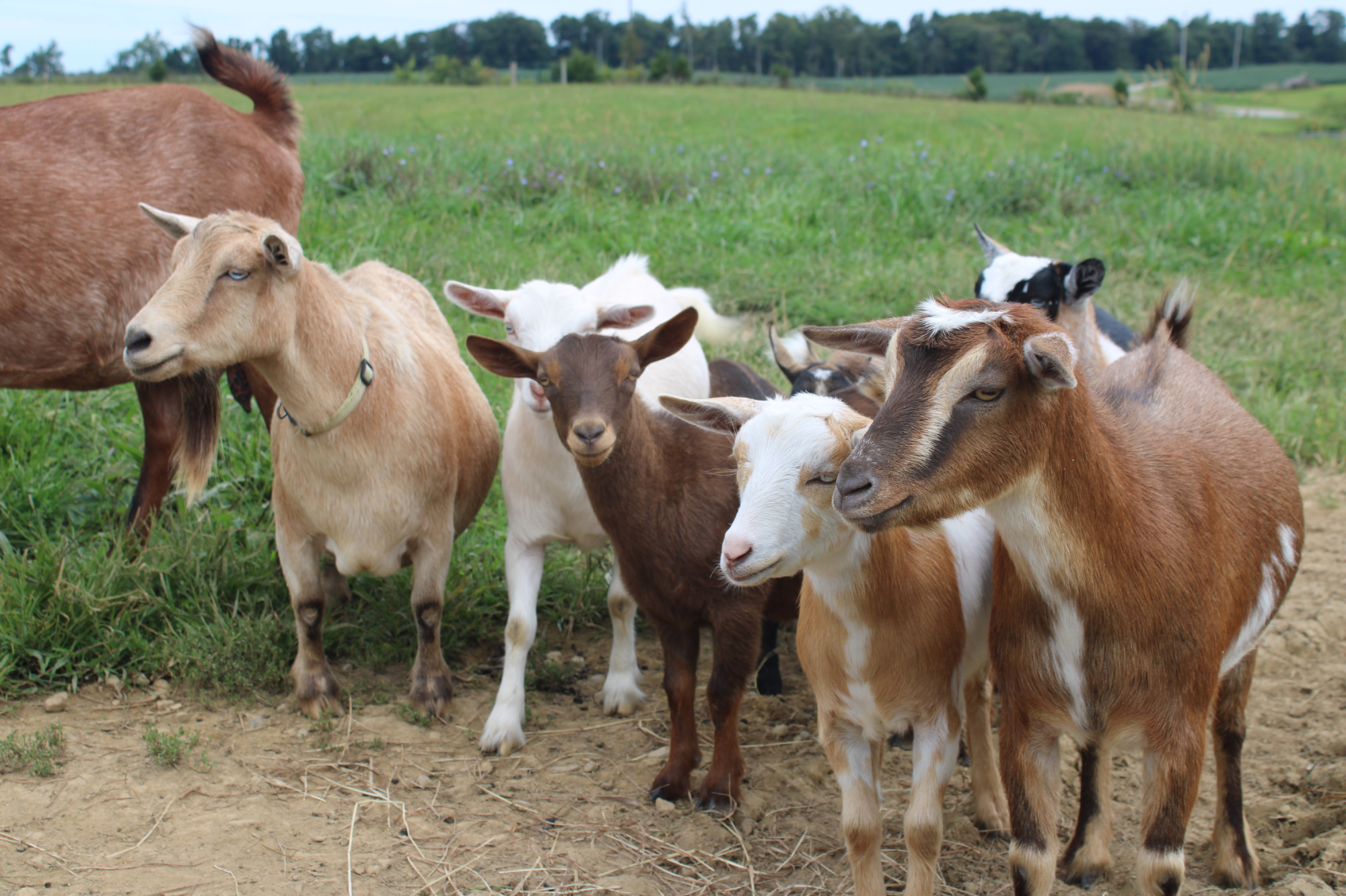 Goat Milk Skincare Products