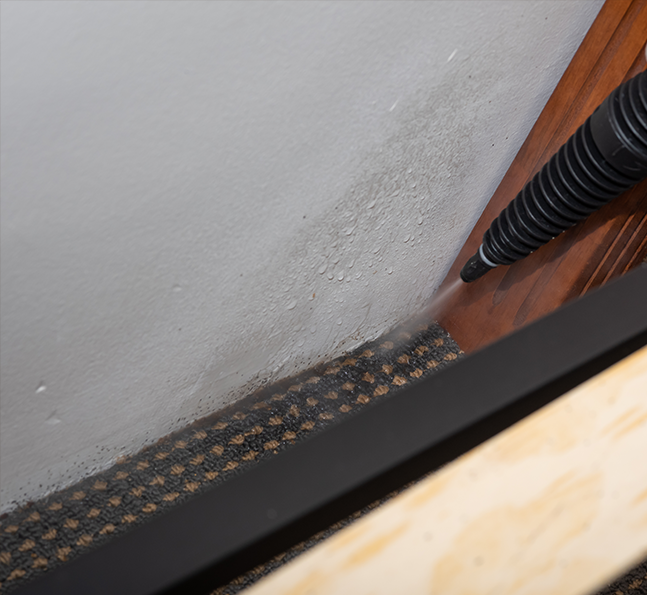 Reliable Bed Bug Extermination with Bed Bug Heaters Dallas