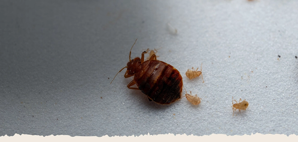 About Bed Bug Heaters Dallas
